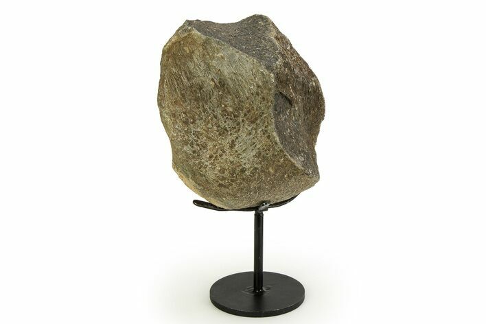 Fossil Sauropod Limb Bone Section with Metal Stand - Colorado #354328